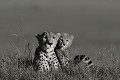  Kenya 2017 
 guepard 