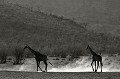  Kenya 2017 
 girafe 