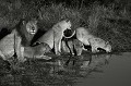 Kenya 2017 
 lion 