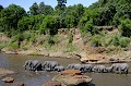  elephants,kenyaafrique 