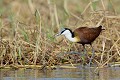 (Actophilornis africana) Avec ses grandes pattes et ses longs doigts gris, ce joli oiseau des rivières et des marais donne l'illusion de marcher sur l'eau. Etonnant ! jacana,kenya,afrique 