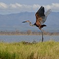 (Ardea goliath) Le Héron goliath est le plus grand héron d'Afrique. Sa silhouette élancée lui confère une rare élégance. Il vit au bord de l'eau, pêche en solitaire des poissons, grenouilles et crabes mais se nourrit aussi de lézards et de petits serpents... heron,goliath,baringo,kenya,afrique 