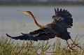  heron,pourpre,kenya,afrique 