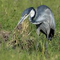 (Ardea melanocephala) Spécialisé dans la chasse aux petits rongeurs, sauterelles, oisillons, lézards et autres insectes, ce bel oiseau poche du Héron cendré s'est attaqué  une tortue... Pendant de longues minutes, il va s'évertuer à pourfendre la carapace. Sans y parvenir. Au final, il va l'avaler en l'état !!! heron,melanocephale,kenya,afrique 