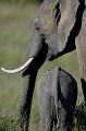  elephants,kenya,afrique 