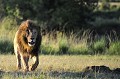 Les cinéastes de la BBC l'ont appelé "Scarface". Avec ses trois frères, ce lion est à la tête du clan du marais, dans la plaine du Masaï Mara, au Kenya. Blessé à l'oeil droit, "Scarface" est un combattant, un chef respecté, une véritable star de la savane... lion,scarface,kenya,afrique 