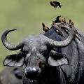 (Buphagus africanus) Les Pique-boeufs à bec jaune ont envahi le corps du bufle. Double avantage : le transport gratuit et une nourriture abondante de tiques et de mouches ! bufle,pique-boeufs,kenya,afrique 
