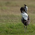(Ardeotis kori) Outarde kori mâle. outarde,kori,kenya,afrique 