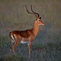  impala,kenya,afrique 