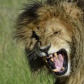  lion,rictus,kenya,afrique 