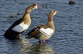 (Alopochen aegyptiacus) oies,egypte,kenya,afrique 