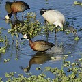 (Dendrocygna viduata) à gauche (Threskiornis aethiopica) à droite. dendrocygnes,ibis,sacre,kenya,afrique 