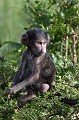  babouin,kenya,afrique 