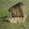 Lorsque le lion se retire, son sexe orné de spicules pointus provoque une vive douleur chez la femelle pouvant entraîner une réaction agressive de sa part et un agacement très marqué du mâle... lions,accouplement,kenya,afrique 