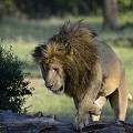  lion,kenya,afrique 