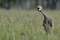 (Balearica regulorum) C'est l'un des plus beaux oiseaux d'Afrique, remarquable notamment par son bonnet de plumes jaunes paille au sommet de la tête. Il vit dans la savane herbeuse, les plaines inondées, les marais et les champs de céréales. Il se nourrit de graminées et d'insectes... grue,royale,kenya,afrique 