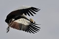  grue,royale,kenya,afrique 