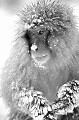 Macaque du Japon macaquejapon 