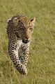  leopard,kenya,afrique 