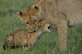  lions,kenya,afrique 