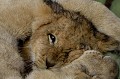 lions,kenya,afrique 
