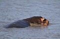  hippopotames,kenya,afrique 