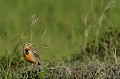 (Macroniy ameliae) Cet oiseau est un petit bijou. Il vit dans la savane, plutôt dans les milieux humides et se nourrit d'insectes mais aussi de grenouilles. sentinelle,gorge,rose,kenya,afrique 