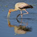 (Mycteria ibis) Tantale ibis tantale,ibis,kenya,afrique 