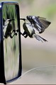 (Cinnyris venustus) Souï-manga à ventre jaune souï-manga,ventre,jaune,kenya,afrique 