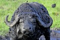 Pour échapper aux parasites, rien de tel qu'un bon bain de boue... buffle,kenya,afrique 