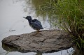 (Butorides striatus) Ce petit Héron strié, posté au bord de l'eauest en quête de proies : petits poissons, grenouilles, insectes aquatiques... heronstrie,kenya,afrique 