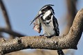 (Ceryle rudis) Alcyon pie alcyon,pie,kenya,afrique 