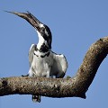 (Ceryle rudis) Alcyon pie alcyon,pie,kenya,afrique 