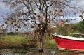  baringo,kenya,afrique 