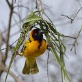 (Ploceus intermedius) Le Tisserin gendarme est très doué pour construire son nid, tissé en fibres de graminées ou de palmiers. L'entrée se trouve sous l'habitation, sous forme d'un couloir distribuant une ou deux pièces... tisserin,gendarme,kenya,afrique 