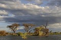 Lac Baringo baringo,kenya,afrique 