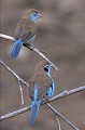 (Uraeginthus bengalus) Cet oiseau est une espèce de passereau qui vit en Afrique sub-saharienne, dans les prairies sèches, les zones cultivées, les savanes... Le mâle arbore des taches rouges sur les joues, contrairement à la femelle, dont le bleu est par ailleurs un peu plus terne. Ces oiseaux se nourrissent de graines... cordon,bleu,kenya,afrique 