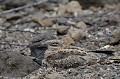 (Caprimulgus) Oiseau nocturne aux longues ailes étroites, aux petits pieds et au très petit bec. Il fréquente les clairières, les lisières des forêts. Il possède l'art du camouflage. Il se nourrit de scarabées, de papillons de nuit... engoulevent,kenya,afrique 
