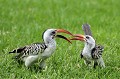 (Tockus erythrohynchus) calaos,bec,rouge,kenya,afrique 