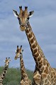 Cette espèce qui se distingue par l'absence de marques sur les membres inférieurs et qui peut atteindre une hauteur de 6 mètres est aujourd'hui très menacée. girafes,rothschild,kenya,afrique 