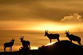 topis,kenya,afrique 