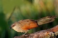 (Centropus superciliosus) coucal,sourcils,blancs,kenya,afrique 
