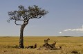  lions,kenya,afrique 