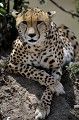 guepard,kenya,afrique 
