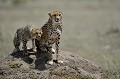  guepards,kenya,afrique 