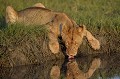  lionne,kenya,afrique 