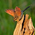 (Centropus superciliosus) coucal,sourcils,blancs,kenya,afrique 
