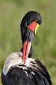 (Ephippiorhynchus senegalensis) jabiru,senegal,kenya,afrique 