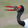 (Ephippiorhynchus senegalensis) Jabiru du Sénégal jabiru,senegal,kenya,afrique 