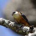 (Cecropis semirufa) Elle habite l'Afrique sub-saharienne, les contrées ouvertes de plaine, jusqu'à 1700 mètres d'altitude. Elle se nourrit d'insectes volants. hirondelle,ventre,roux,kenya,afrique 